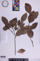 Ficus microcarpa