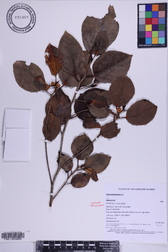 Ficus microcarpa