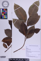 Ficus microcarpa