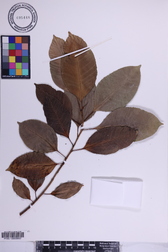 Ficus microcarpa