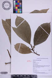 Artocarpus mariannensis