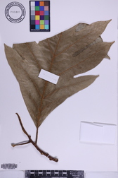 Artocarpus mariannensis