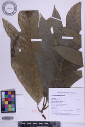 Artocarpus mariannensis