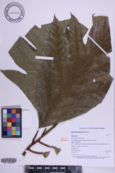 Artocarpus mariannensis
