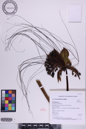 Tacca leontopetaloides