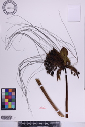 Tacca leontopetaloides