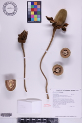 Adansonia digitata