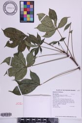 Adansonia digitata