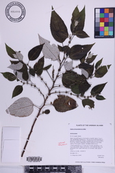 Pipturus kauaiensis