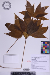 Tacca leontopetaloides