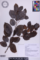 Ficus microcarpa