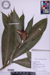 Costus comosus