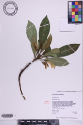 Scaevola glabra