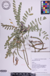 Sesbania tomentosa