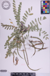 Sesbania tomentosa