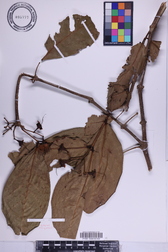 Syzygium samarangense