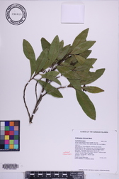 Dodonaea viscosa