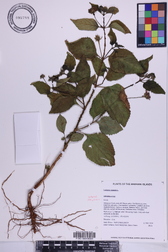 Lantana camara