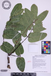 Polyscias lallanii