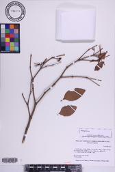 Tabernaemontana pandacaqui