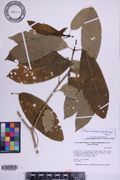 Tabernaemontana pandacaqui