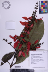 Warszewiczia coccinea