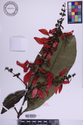 Warszewiczia coccinea