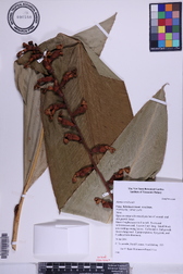 Alpinia carolinensis