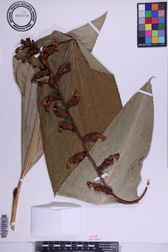 Alpinia carolinensis