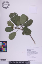 Hibiscus waimeae subsp. waimeae
