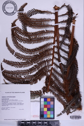 Sadleria cyatheoides