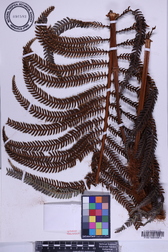 Sadleria cyatheoides