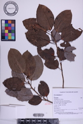 Ficus microcarpa