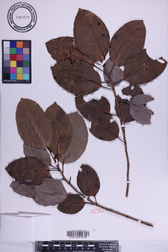 Ficus microcarpa