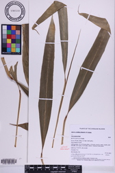 Alpinia pubiflora