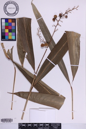 Alpinia pubiflora