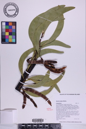 Acacia koaia