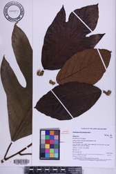 Artocarpus mariannensis