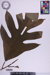 Artocarpus mariannensis