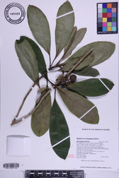 Pittosporum kauaiense