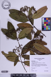 Pimenta dioica