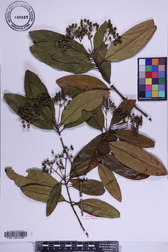 Pimenta dioica
