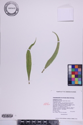 Trematolobelia kauaiensis