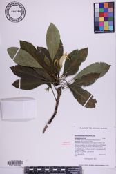Scaevola glabra