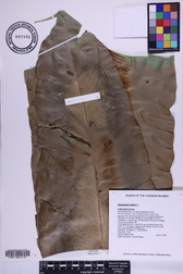 Asplenium nidus