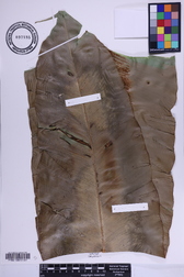 Asplenium nidus