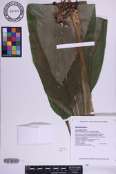 Curcuma longa