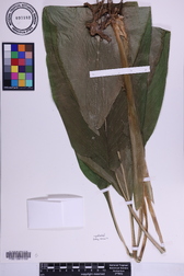 Curcuma longa