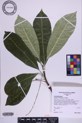 Codiaeum variegatum