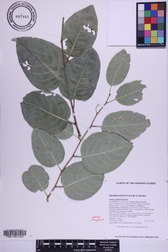 Flueggea neowawraea